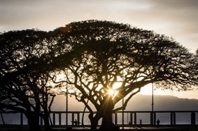 夕阳下的古树剪影图片